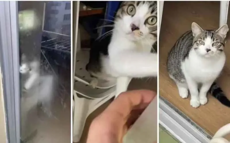 historia de @Ben4icha Y SU GATO