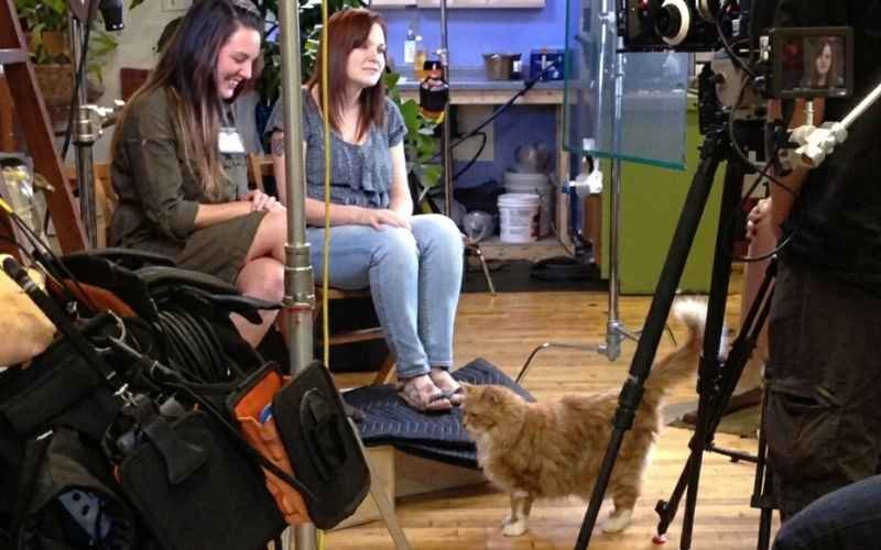 (71) Historias reales de gatos que salvaron a sus dueños 2 Historia de Pudding y Amy Jung