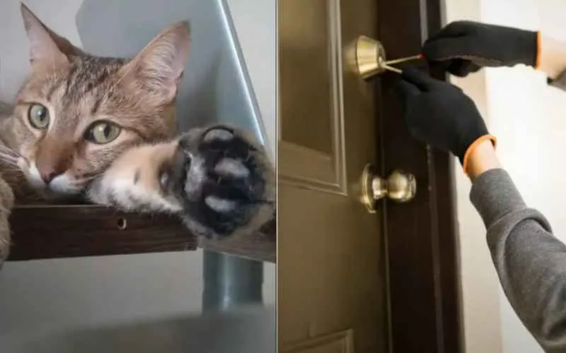 (71) Historias reales de gatos que salvaron a sus dueños 5