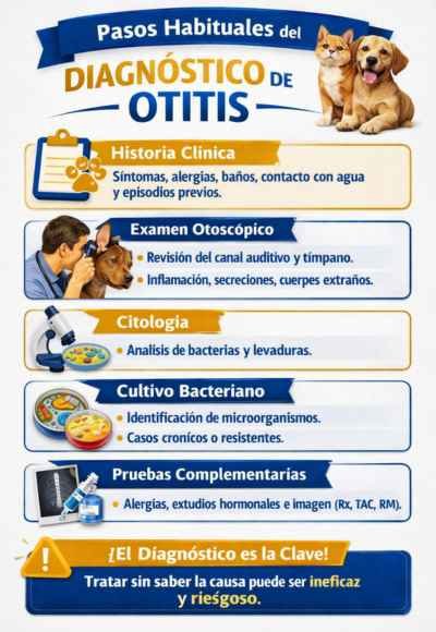 (71) Otitis en Perros: prevención y tratamiento 4