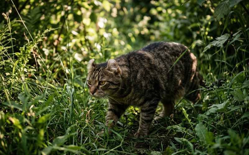 raza highlander shorthair (3) gato Highlander Shorthair