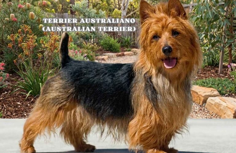 (68) Raza canina: Terrier Australiano (Australian Terrier) todo sobre este lindo perro 5