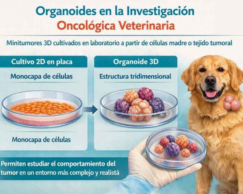 Cáncer en mascotas y los organoides