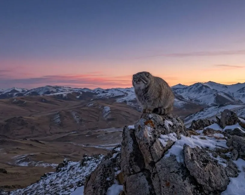 Gato de Pallas (Manul) en su habitad