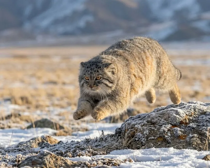 El Gato de Pallas (Manul) cazando