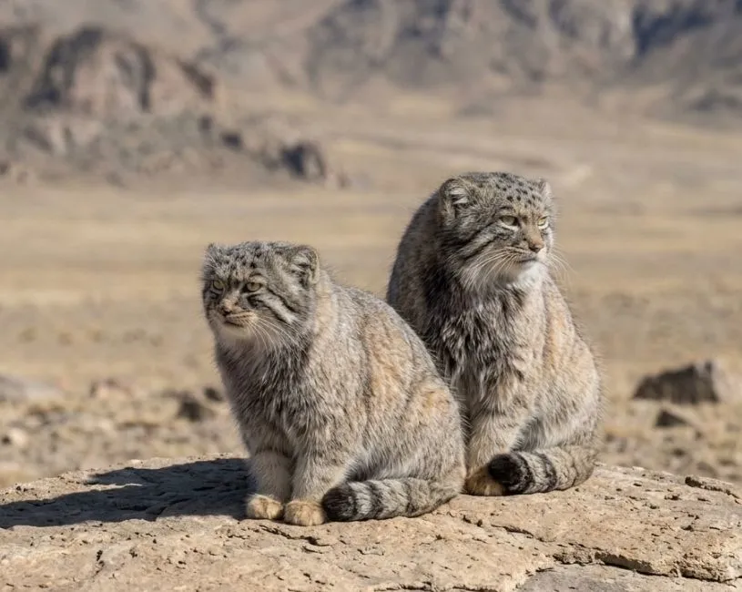 Gato de Pallas (Manul) en manadas