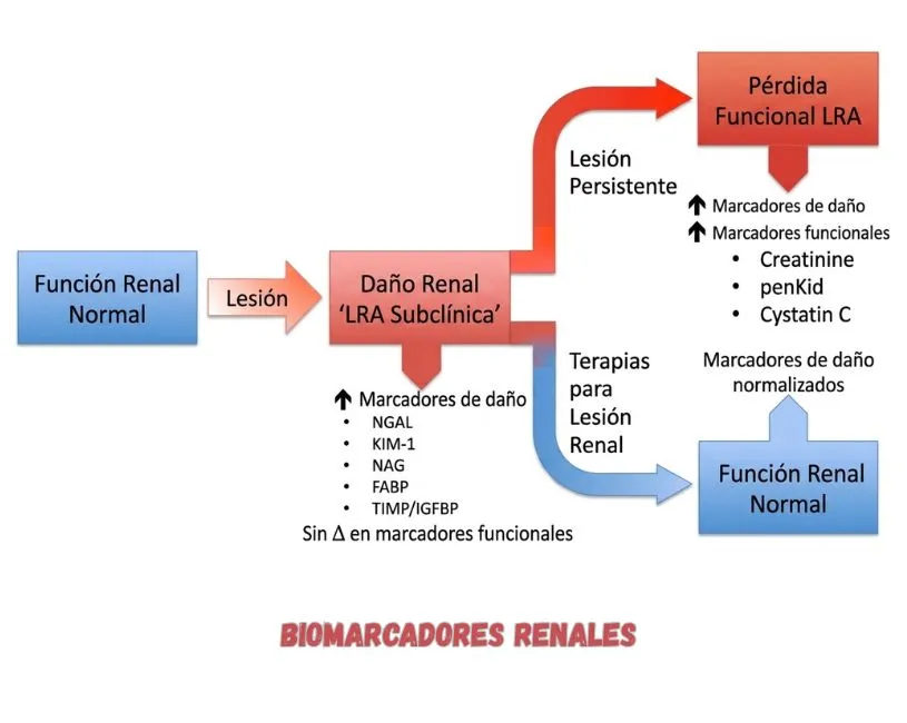 (74) Insuficiencia Renal Crónica en Gatos: El Futuro del Diagnóstico Temprano y la Regeneración Renal 5