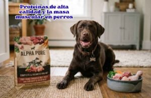 Proteínas de alta calidad y la masa muscular en perros