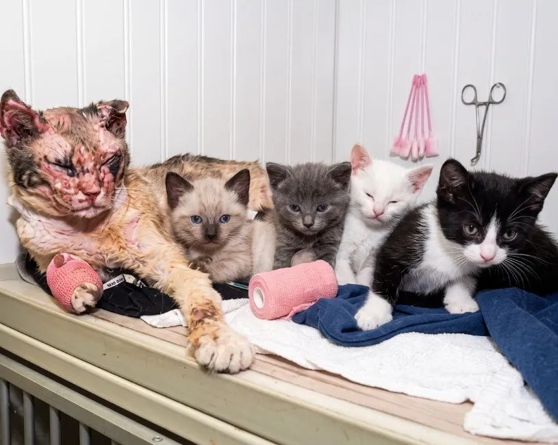 (75) Scarlett – La gata rescatadora de Brooklyn: la historia felina que conmovió al mundo 3 La Gata Scarlett