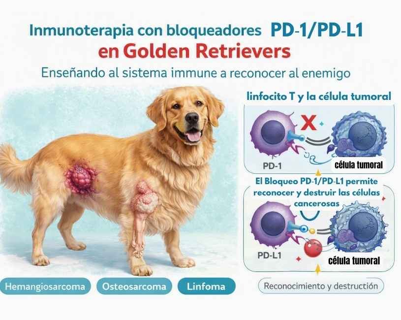 Cáncer en mascotas y los bloqueadores PD1-PD-L1
