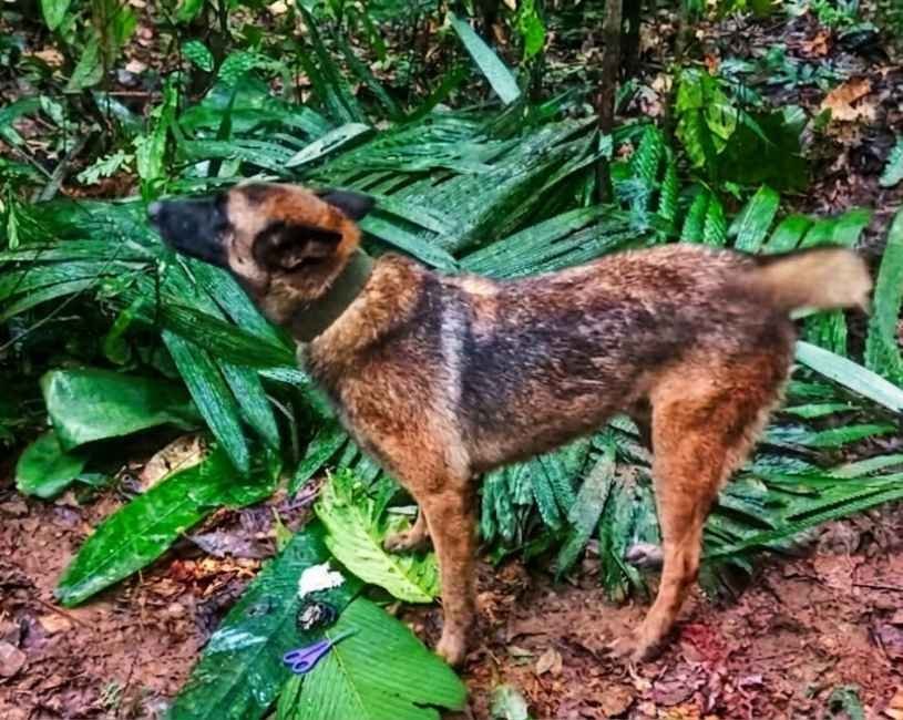 (73) K9 del Ejército Colombiano: los héroes de cuatro patas que salvan vidas (2020–2026) 4 K9 del Ejército Colombiano
