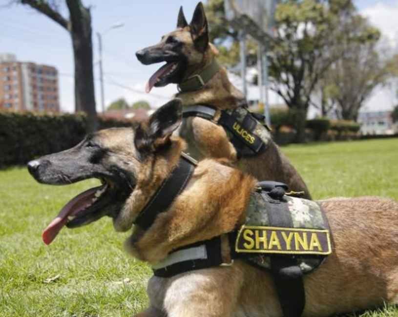 (73) K9 del Ejército Colombiano: los héroes de cuatro patas que salvan vidas (2020–2026) 2 K9 del Ejército Colombiano
