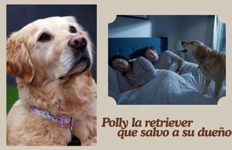 (72) Polly, la golden retriever que "escuchó" la muerte antes que nadie: la historia que redefine el vínculo entre perros y humanos 10