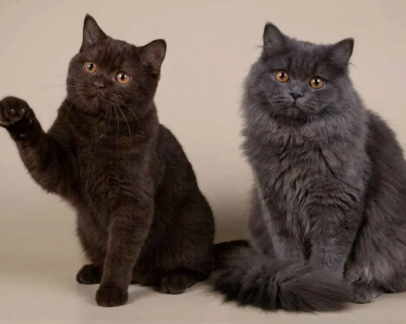 scottish straight standard Scottish Straight shorthair & longhair