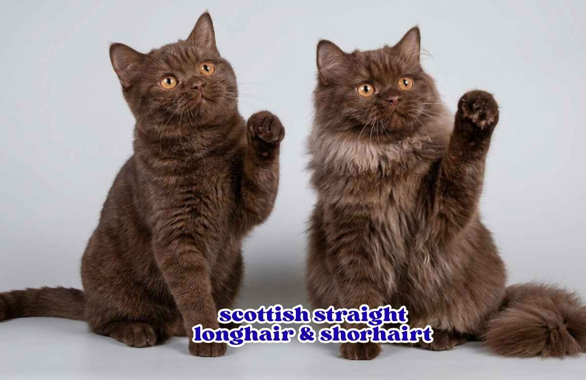 (73) Scottish Straight: la guía completa de la raza (pelo corto y largo) 1