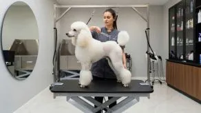 Cursos de Estética canina y felina